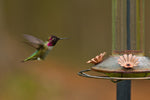 Sweet-Seed Sweet-Nectar Hummingbird Nectar 8.5 oz 2-PACK (250 ml each)