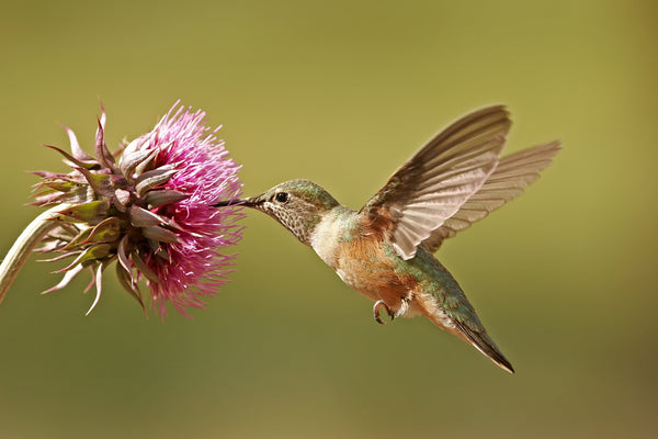 Sweet-Seed Sweet-Nectar Hummingbird Nectar 8.5 oz 2-PACK