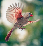 Safflower Seed Wild Bird Food - Attract Cardinals & Squirrels DON"T Like it
