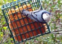 St. Albans Bay Suet Plus Variety Suet Wild Bird Food