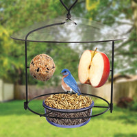 Nature's Way: Bluebird & Oriole Buffet Bird Feeder