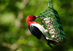 St. Albans Bay Suet Plus High Energy -Wild Bird Suet -Extra Value 10 Pack PLUS 1 Suet Feeder!