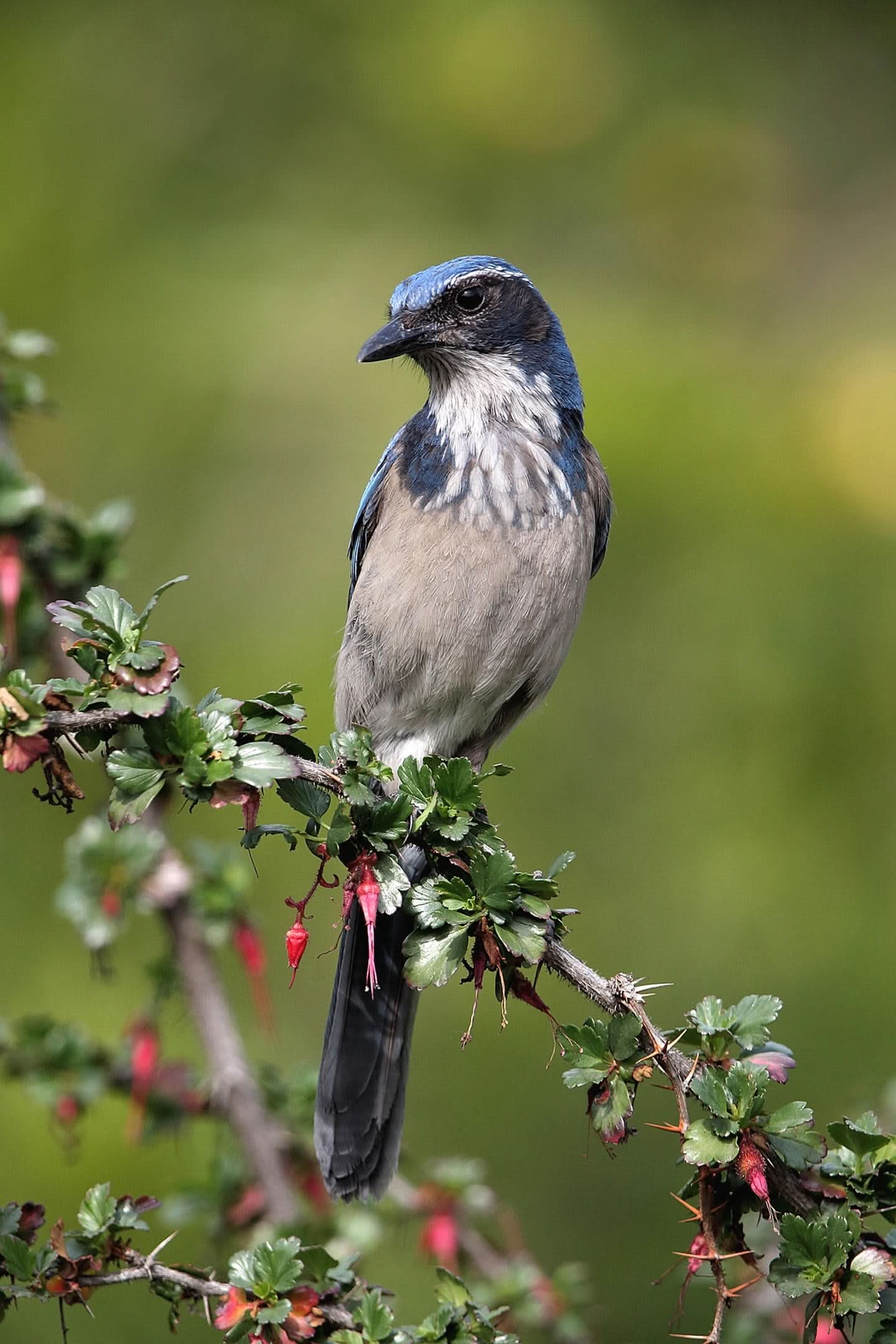 Valley Farms Best Sellers 6-PACK Robust Energy Wild Bird Food